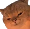 CatEvil