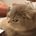 angykitty