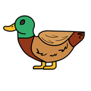 Duck