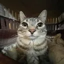 marko