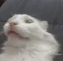 PauseCat