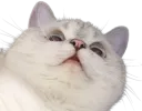 Nana_Up