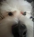 InterestedDog