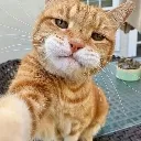 Rizzcat