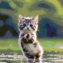 103_cat