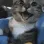 104_cat