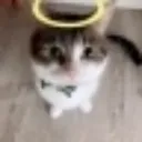 misterinnocent