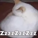 GatoZzZ GatoZzZ
