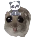 pandaa