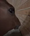 Horsestare