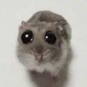 sadhamster