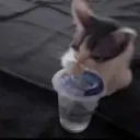 ramady_drinks_water
