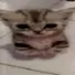 elgato