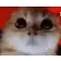 kitten_rage