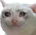 sad_cat