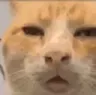huhcat