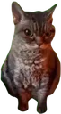 grumpy_cat grumpy_cat
