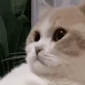 catSighExplode