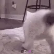 CatTwerk