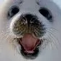 sealhappy