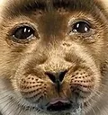 nikocry