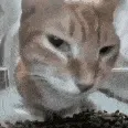 Cat_Sus