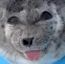 ponsukesilly