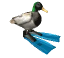 ducc