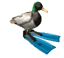 ducc ducc