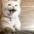 catshake