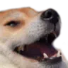 e_doglaugh