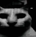 catDespair