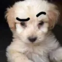 OL_EyebrownDog