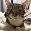 stare