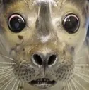 sealsurprised