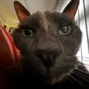 homophbicpie