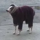 scrungus scrungus