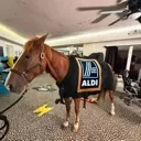 aldi_horse