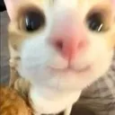 Happykitty Happykitty
