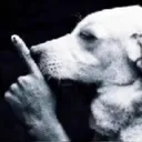 ShhhDog