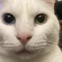 kitty