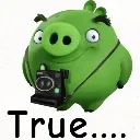 Pig_true