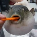 Fisch1