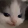Cat_Smug