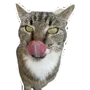 fatcat fatcat