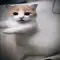 AUI_catdance