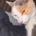 CarSideEye
