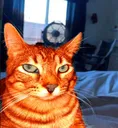 ponder_orange