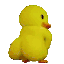 duckass