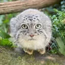 manul